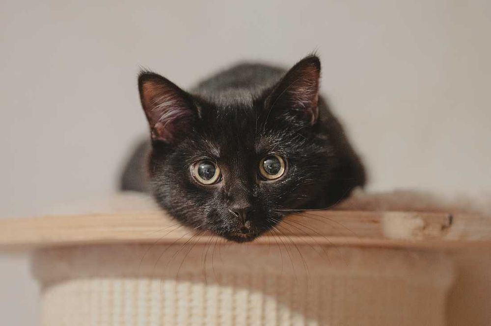 Kotka do adopcji - ADORA, 1rok