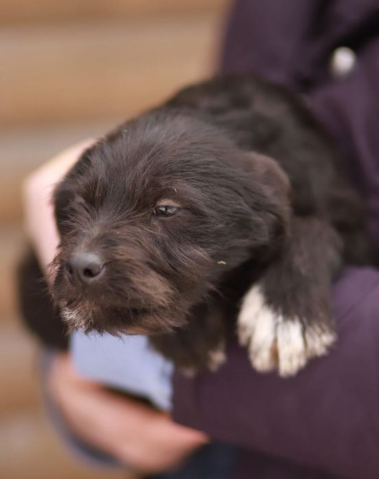 Wesołe, rozbiegane maluchy szukają kochających domów