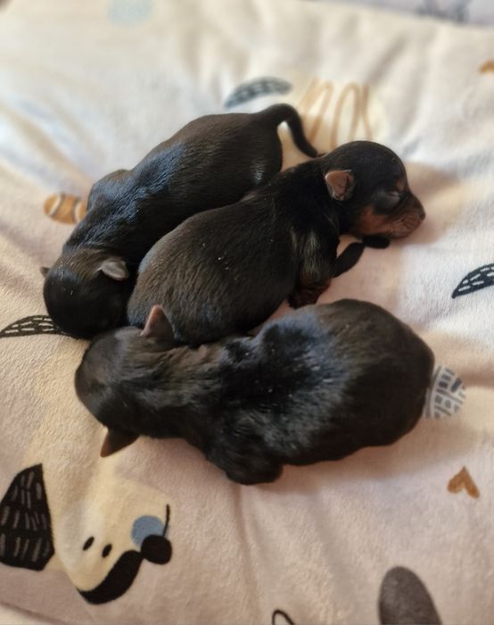 Yorkshire terrier piesek gotowy