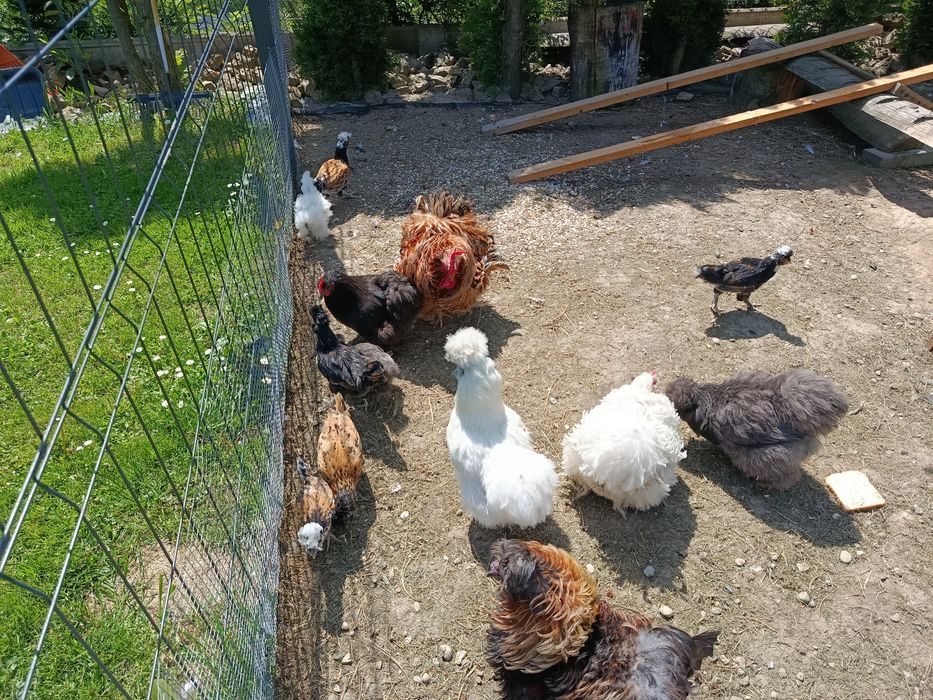 Kurczęta silka mix kochin lokowane Pawłowskiej