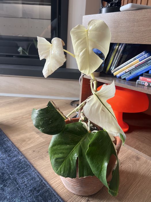 Monstera variegata - planta natural