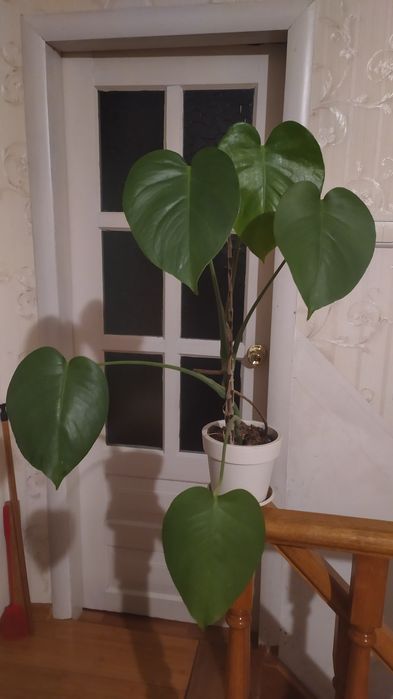 Монстера, монстера