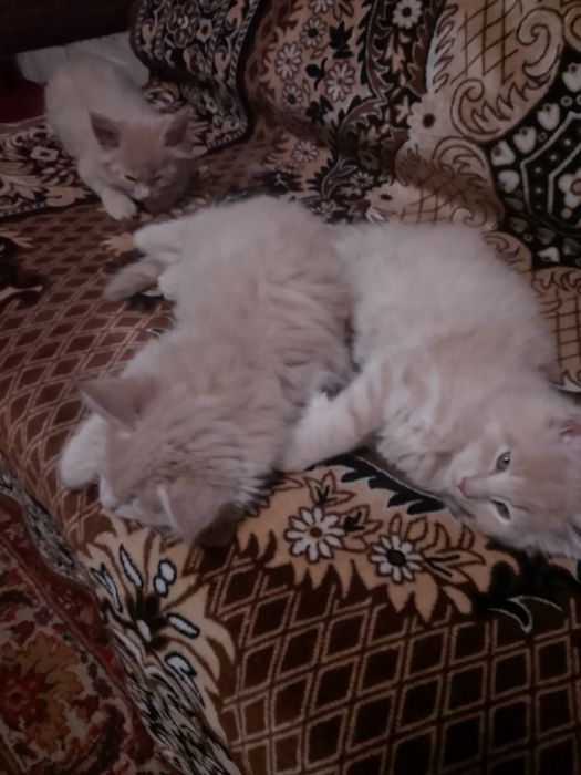 Шикарные пацаны мейнкуны