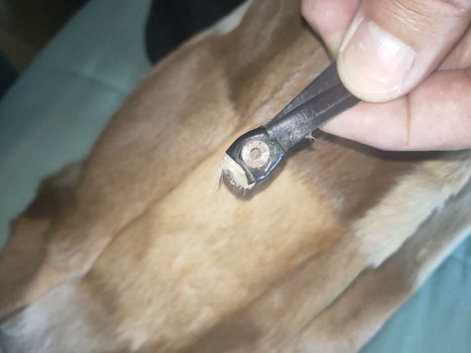 saco em pele vintage