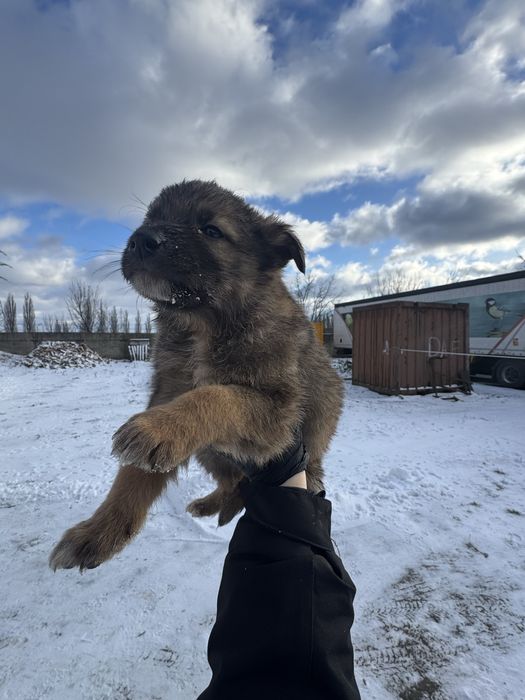 Віддам цуценяток в добрі  та люблячі руки!!!