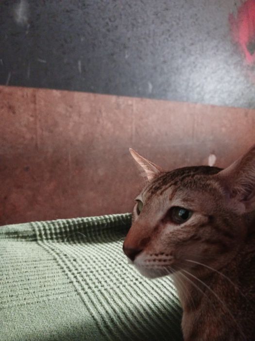 Продам ориентальную кошку