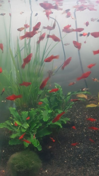 Mieczyk czerwony narybek rybki