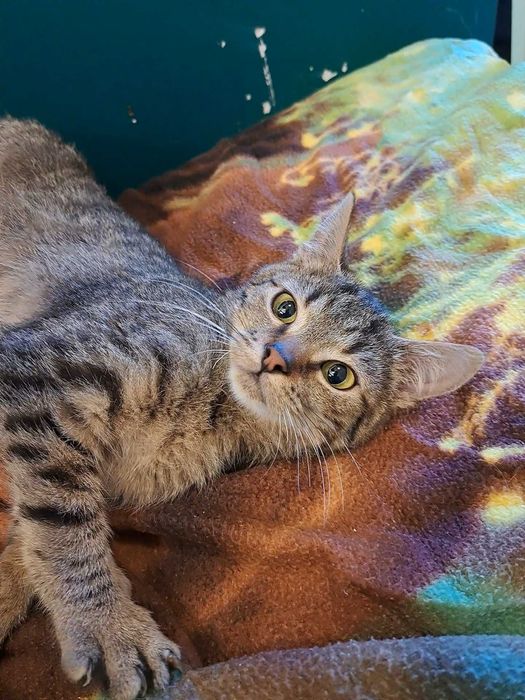 Kruszynka, młodziutka kotka do adopcji