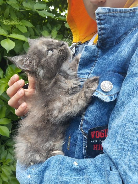 Мейн-кун, супер дитина.