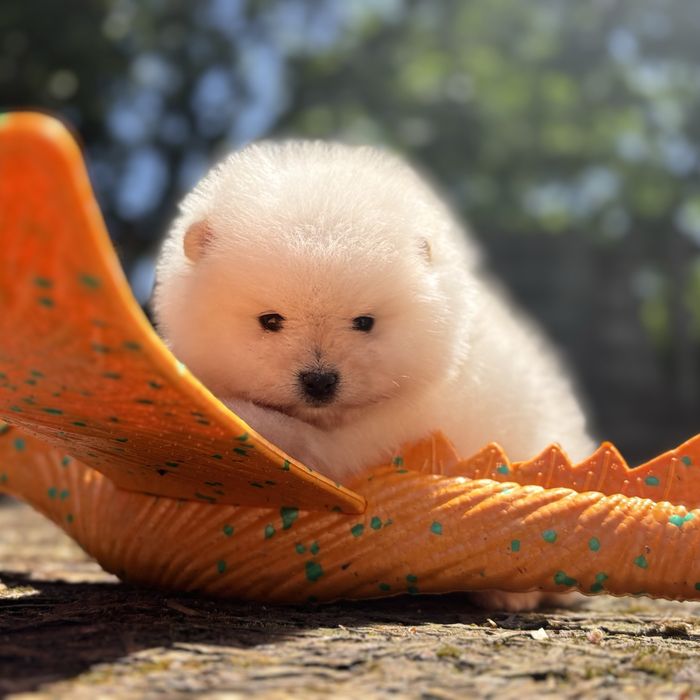 ляльковий ведмедик шоу классу