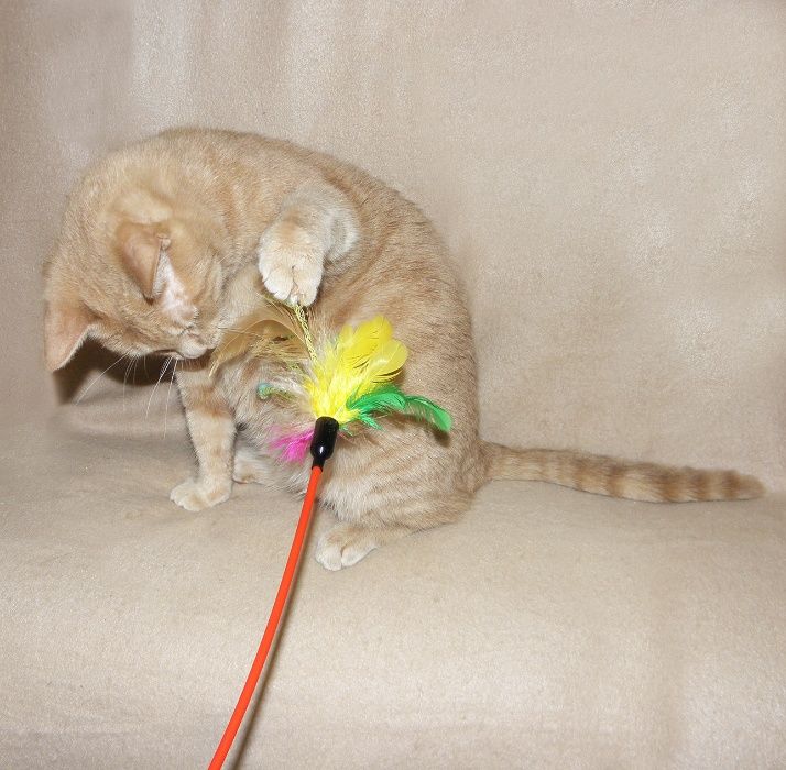 ОСОБЕННАЯ кошечка Нэнси ищет дом