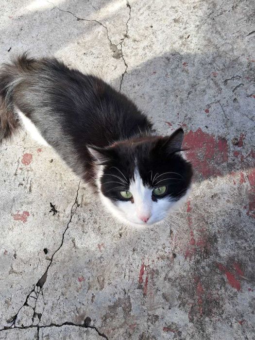 Віддам котів, у дбайливу сім'ю