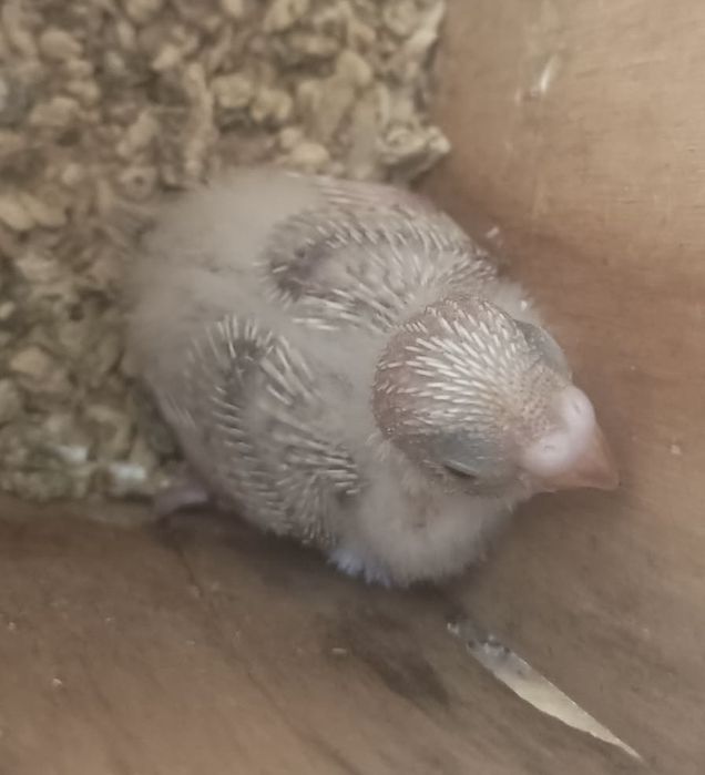 Periquitos para criar à mão