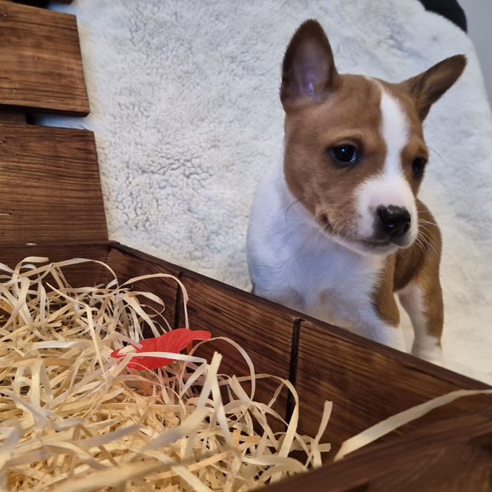 Piesek  rasy Basenji
