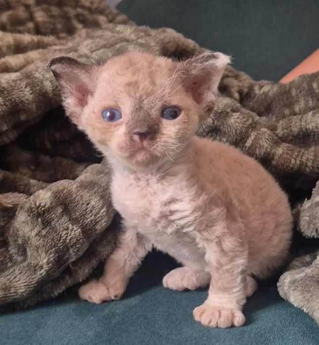 Devon rex - do  hodowli