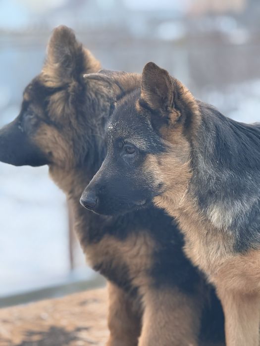 Щенки немецкой овчарки