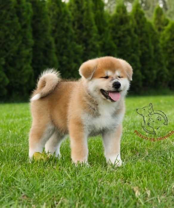 Akita Inu, piękny czerwony chłopiec-ZKwP/FCI & AKIHO