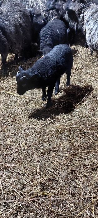 Sprzedam baranki owce wrzosówka