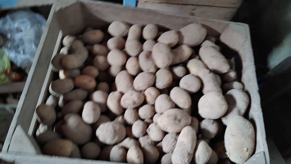 Ziemniak paszowy ziemniaki  dla zwierzat 035gr