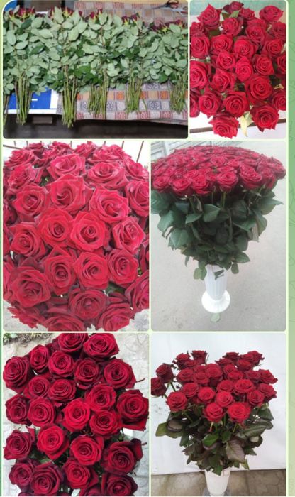 Розы  Троянди круглосуточно