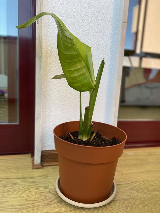Planta Strelitzia Nicolai