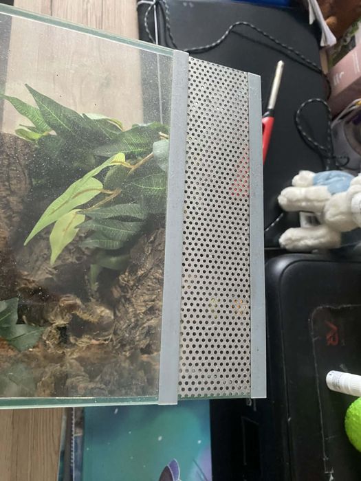 terrarium z dodtakami