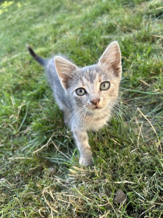 Віддам у добрі руки кошенят