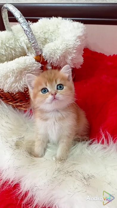 Очень ласковый котик золотая шиншилла