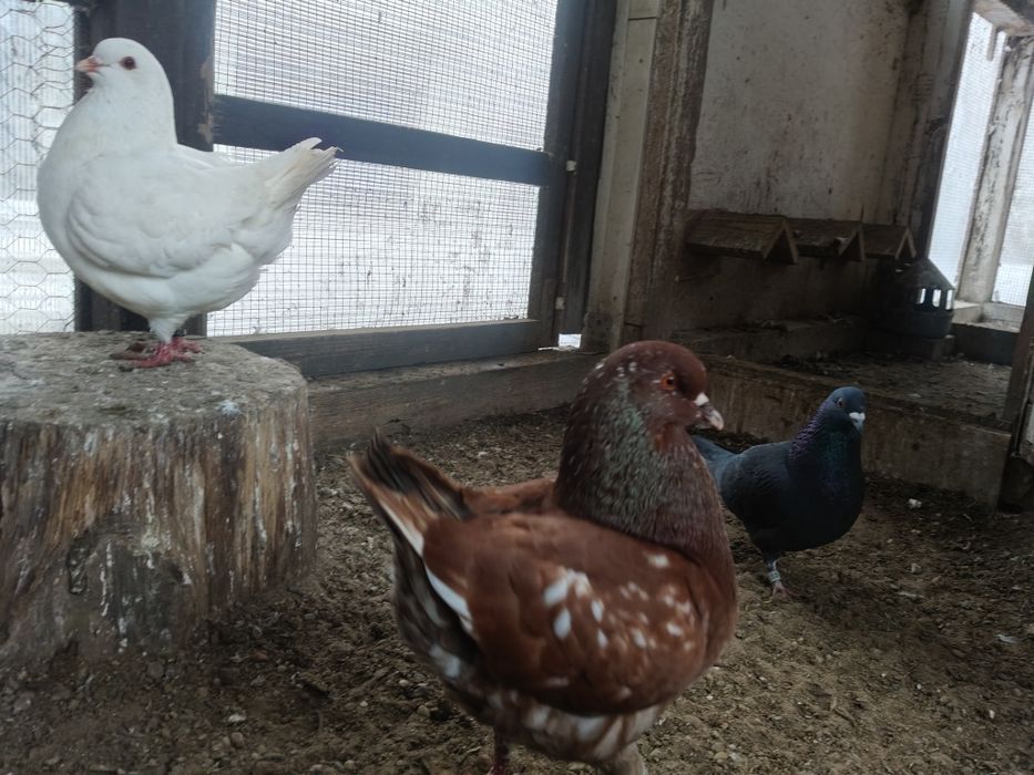 King Kingi gołębie