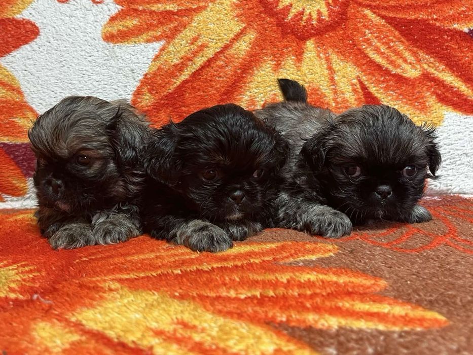 Пекінес під ялинку