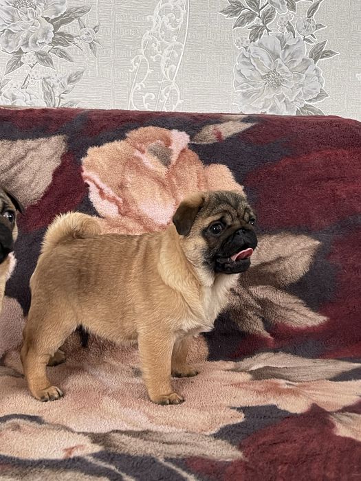 Мопс цуценя, мопс щенок , чихуа, гриффон, пти брабансон, бишон