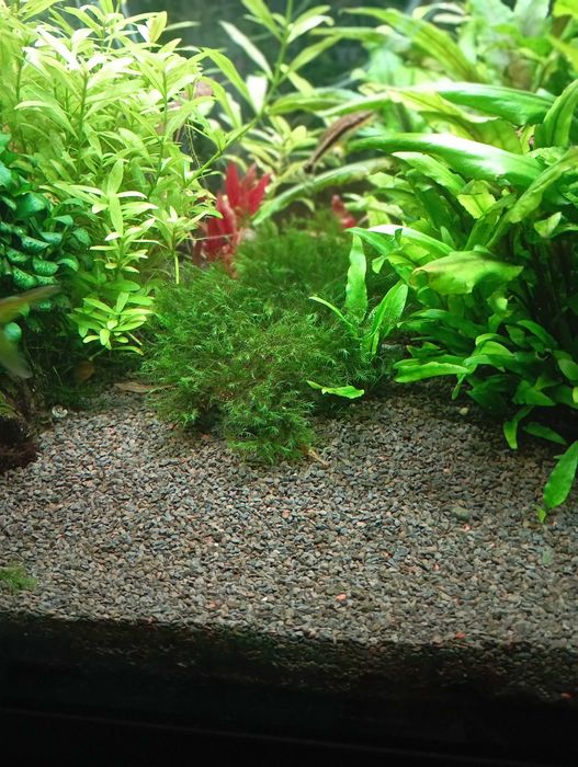 Plantas Aquario Pack