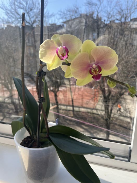 Орхідея біла з фіолетовим