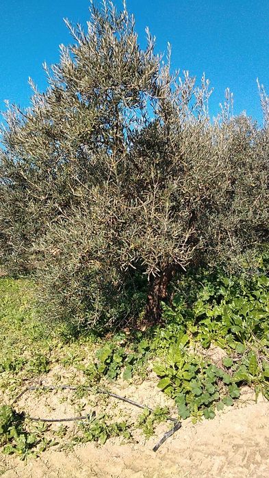 Oliveiras jardim transplante transporte