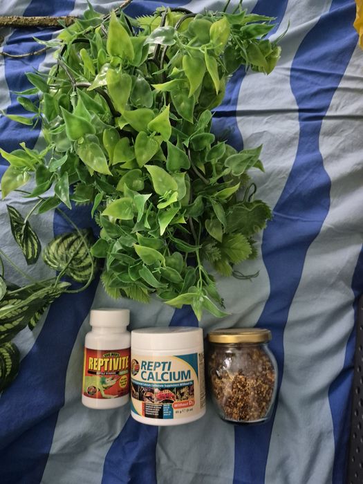 Terrarium klatka dla kameleona jaszczurki