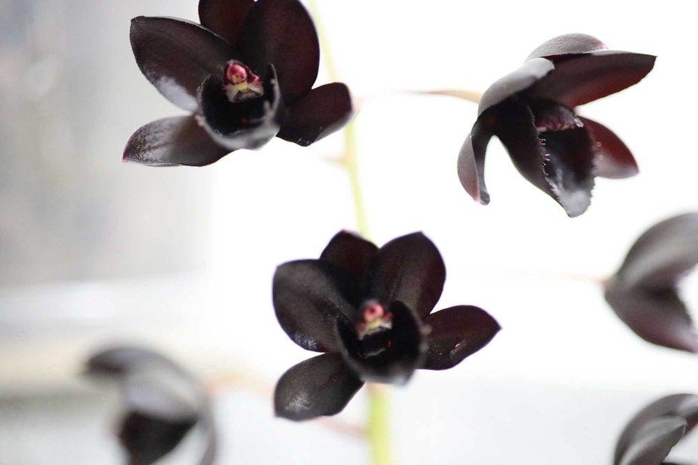 Катасетум черная орхидея Fredclarkeara After Dark 'S.V.O. BlackPearl'