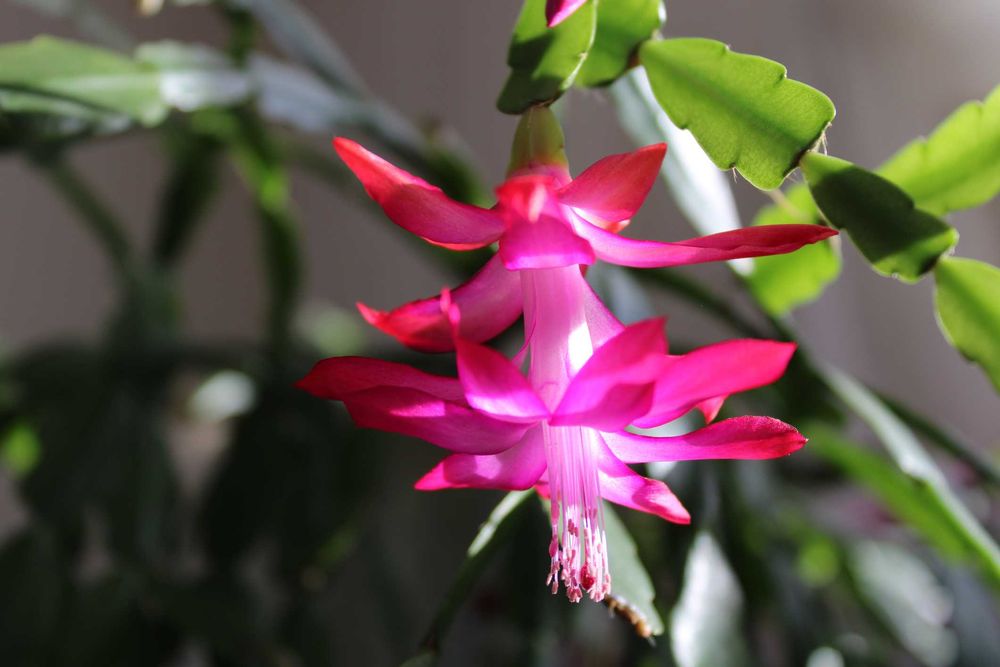 Grudnik sadzonki Szlumbergera/Schlumbergera ciemnoróżowe stara odmiana