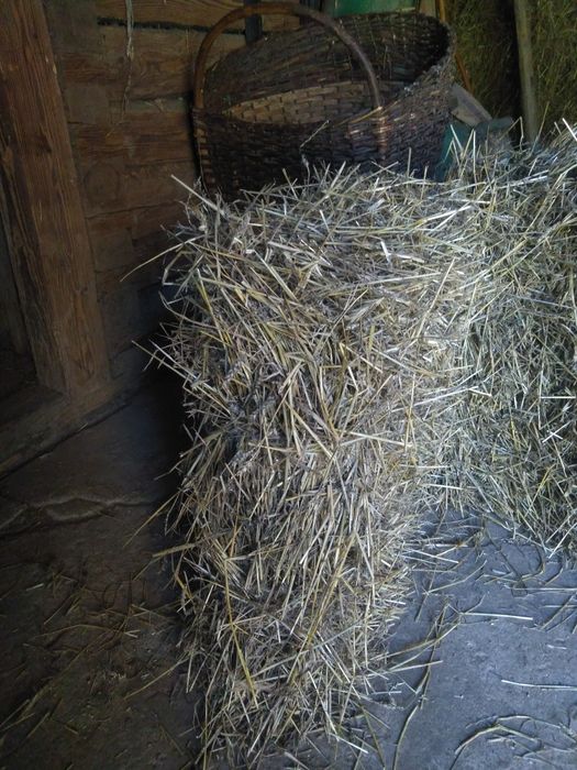 Kostki słomy przeniczna