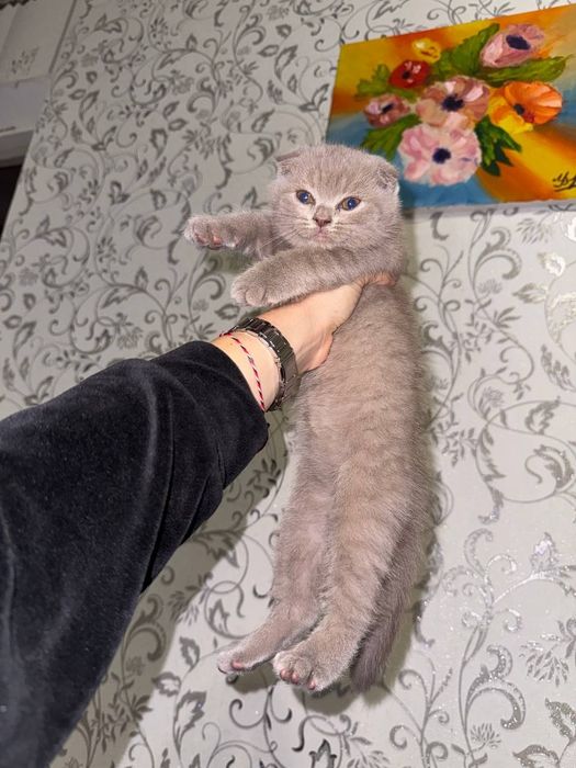 4 шотланскі кошенята