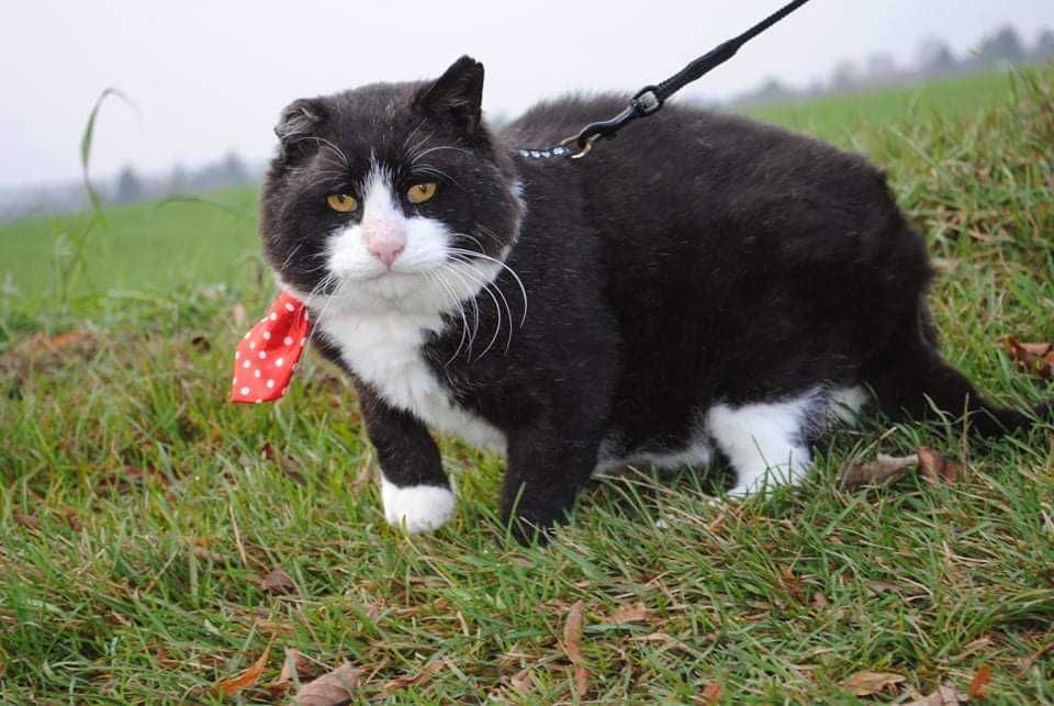 Starszy kot z białaczką szuka domu