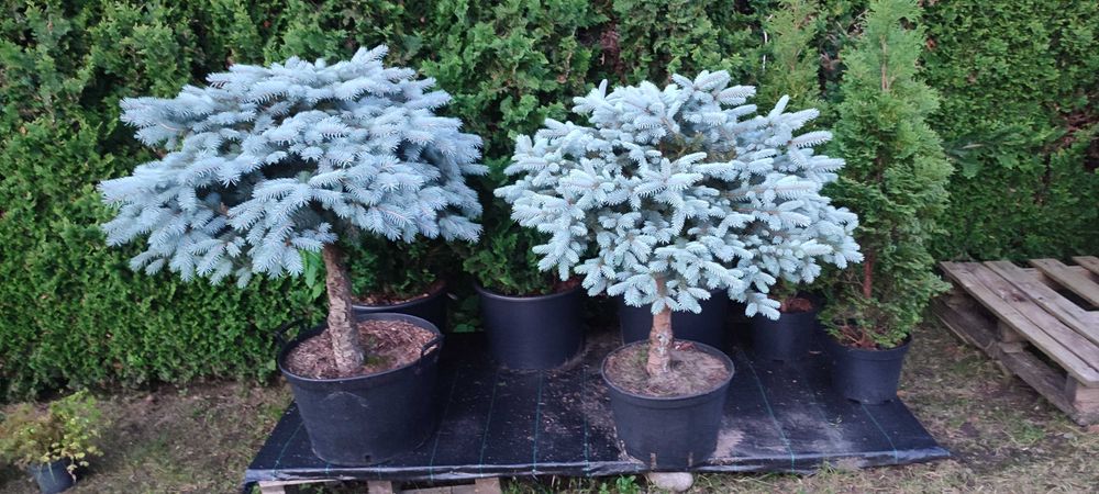 Rośliny formowane bonsai- jałowce, cyprysiki, sosny, żywotniki i inne