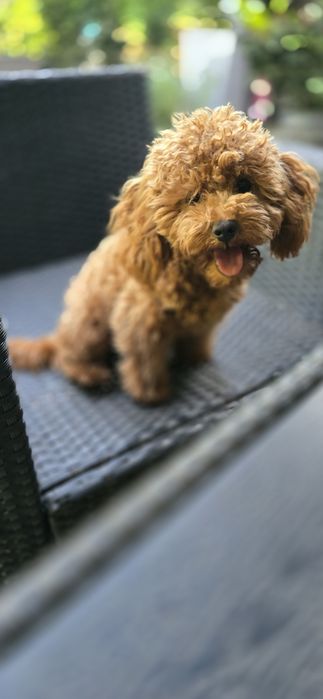 Cavapoo/ zwolniona rezerwacja / dziewczynka po wszystkich szczepieniach