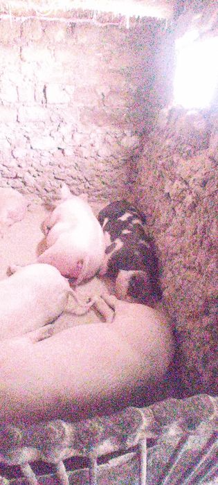 Продамо поросних свиноматок петрен ,ландарс ,біла велика