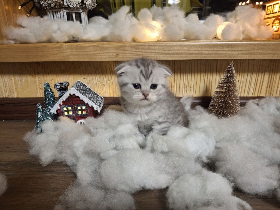 Чистокровні шотландські кошенята шотландские котята