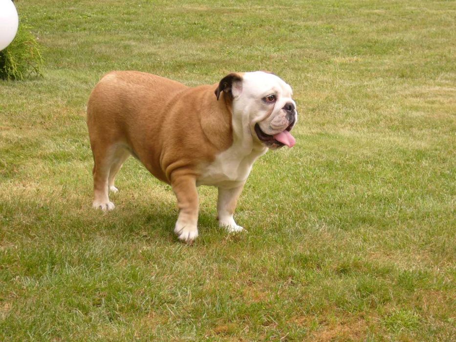 Buldog angielski suczka szczeniak
