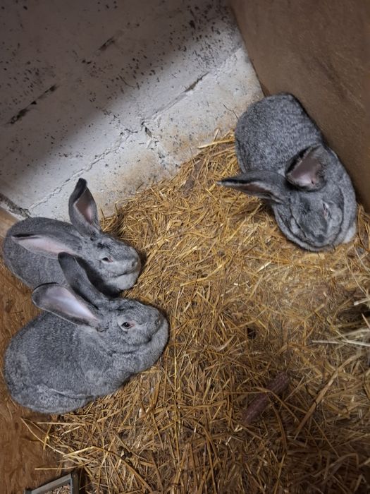 Belgijski olbrzym szynszylowy