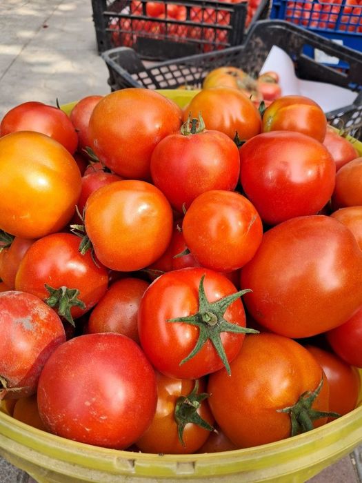 Продам домашні помідори