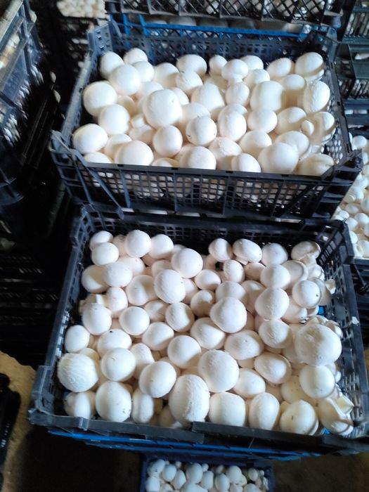 Pieczarki świerzo zbierane