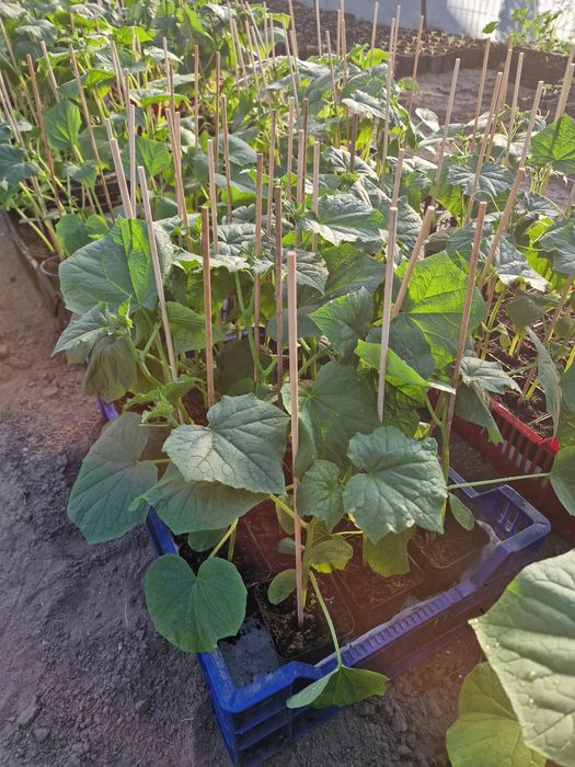 Sadzonki pomidorów,  ogórków