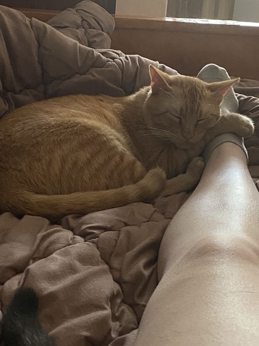 Рудий кіт шукє родину